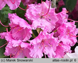 Rhododendron hort. Sham's Candy