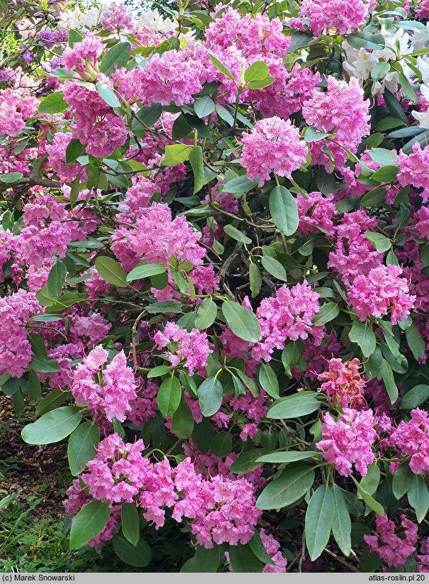 Rhododendron hort. Sham's Candy