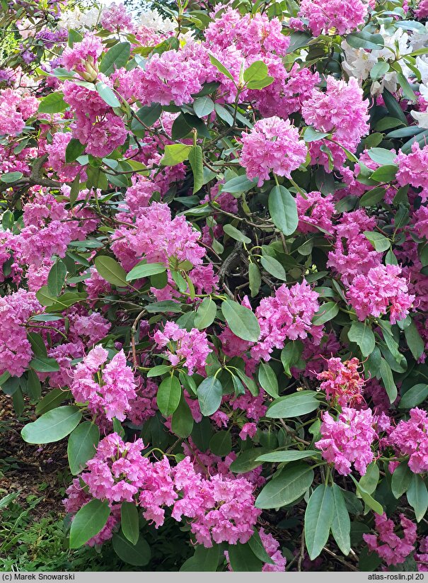 Rhododendron Sham's Candy