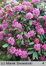 Rhododendron hort. Sham's Candy