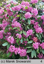 Rhododendron Sham's Candy