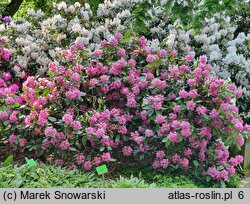 Rhododendron hort. Sham's Candy