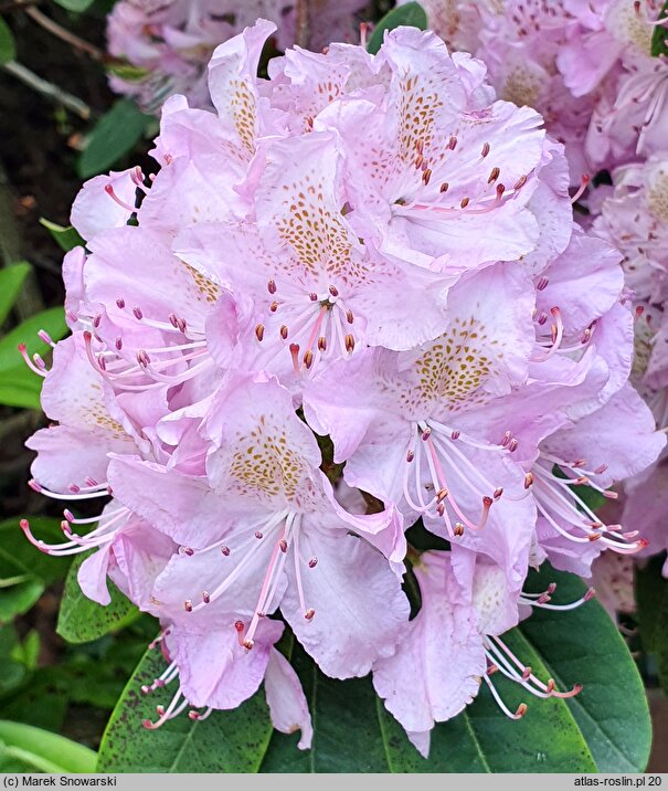 Rhododendron La Candeur