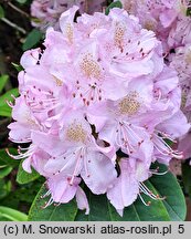 Rhododendron La Candeur