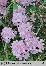 Rhododendron La Candeur