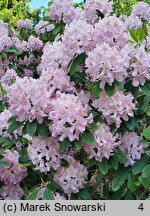 Rhododendron hort. La Candeur