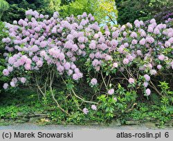 Rhododendron La Candeur