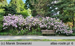 Rhododendron La Candeur