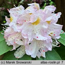 Rhododendron hort. Herme