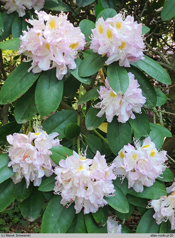 Rhododendron hort. Herme