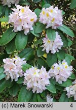 Rhododendron hort. Herme