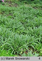 Carex siderosticta Variegata