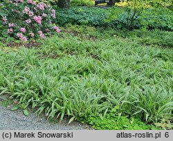 Carex siderosticta Variegata