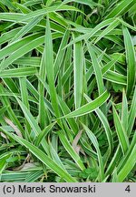 Carex siderosticta Variegata