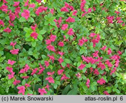 Rhododendron Rubinstern