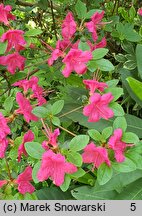 Rhododendron Rubinstern