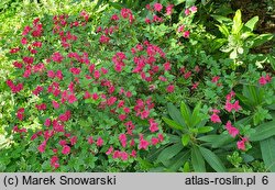 Rhododendron Rubinstern