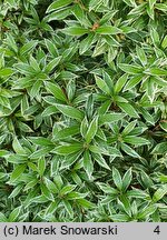 Pieris japonica Variegata