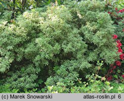 Pieris japonica Variegata