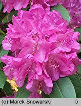 Rhododendron Ignatius Sargent