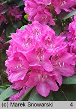 Rhododendron Ignatius Sargent