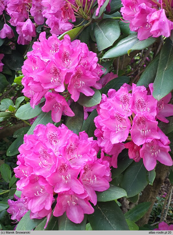 Rhododendron Ignatius Sargent