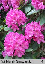 Rhododendron hort. Ignatius Sargent