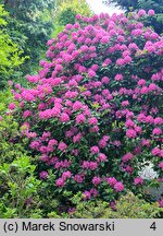 Rhododendron Ignatius Sargent