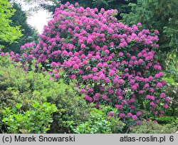Rhododendron hort. Ignatius Sargent