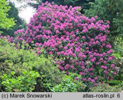 Rhododendron Ignatius Sargent