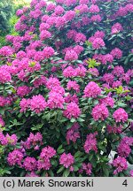 Rhododendron Ignatius Sargent