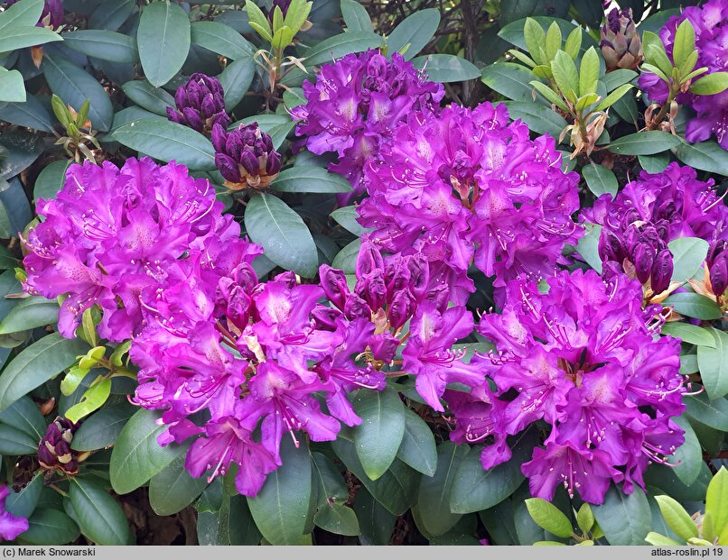 Rhododendron Tonika