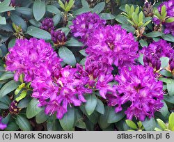 Rhododendron Tonika