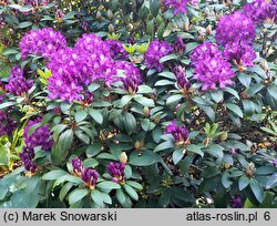 Rhododendron Tonika