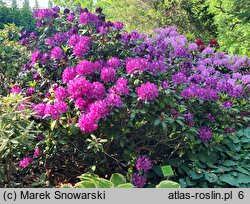 Rhododendron Tonika