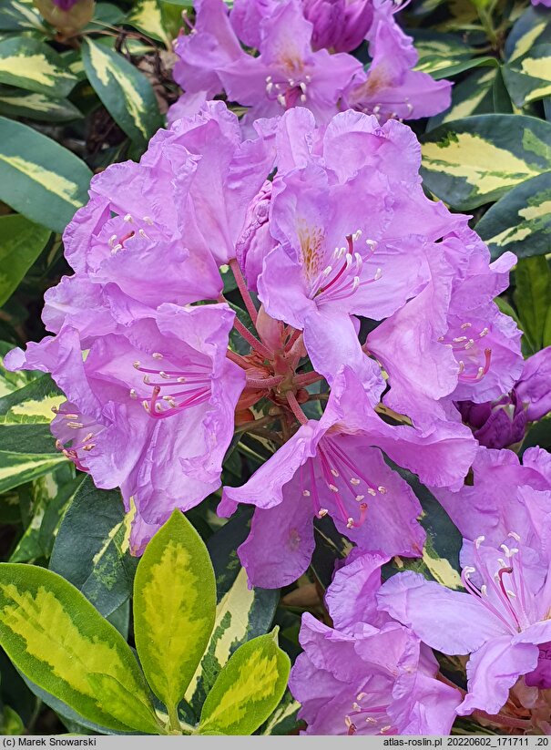 Rhododendron hort. Blattgold