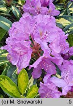 Rhododendron hort. Blattgold