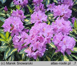 Rhododendron hort. Blattgold