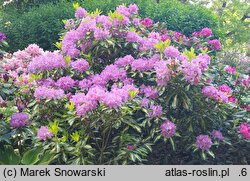 Rhododendron hort. Blattgold