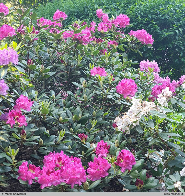 Rhododendron hort. Junifreude