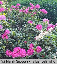 Rhododendron hort. Junifreude
