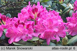Rhododendron hort. Junifreude