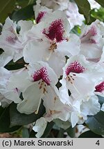 Rhododendron hort. Sapporo