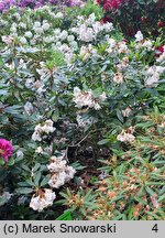 Rhododendron hort. Sapporo