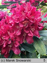 Rhododendron hort. Karl Naue