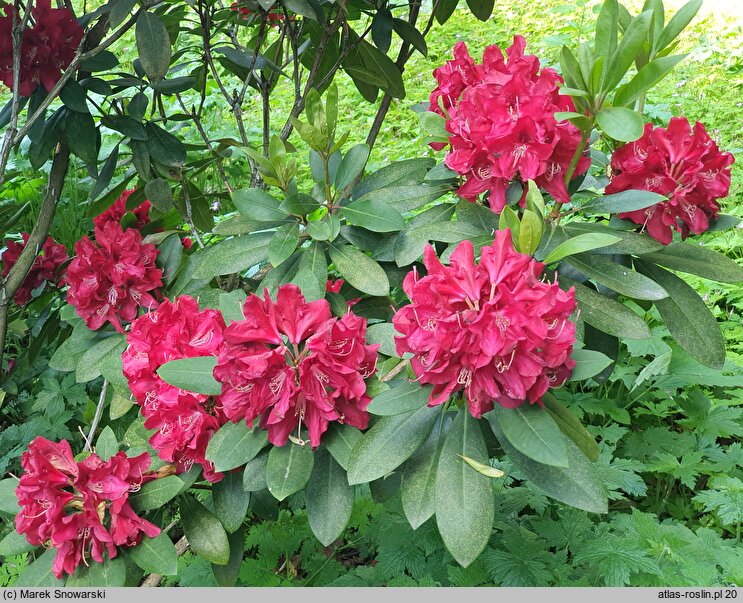 Rhododendron hort. Karl Naue