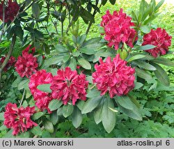 Rhododendron hort. Karl Naue