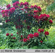 Rhododendron hort. Karl Naue