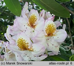 Rhododendron hort. Minnie