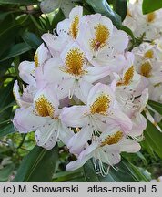 Rhododendron hort. Minnie
